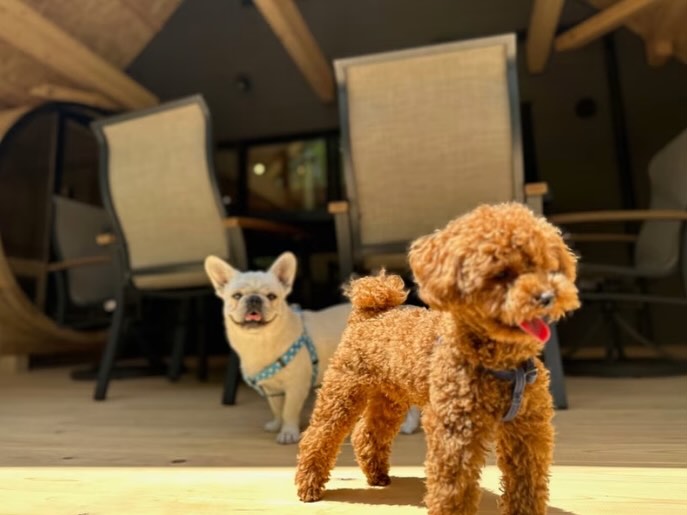 犬の画像